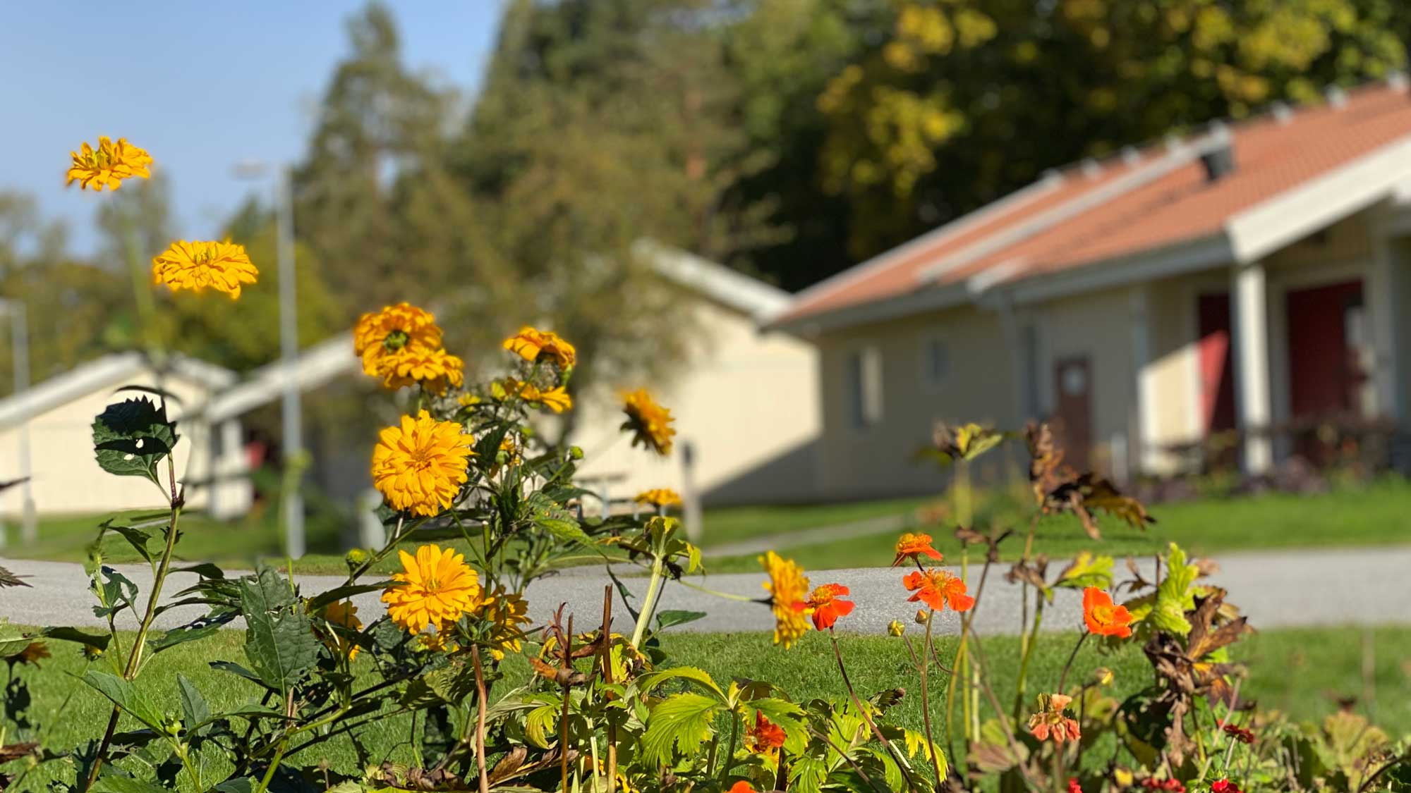 3 ljusa huskroppar i bakgrunden. I förgrunden blommor i gult och rött.