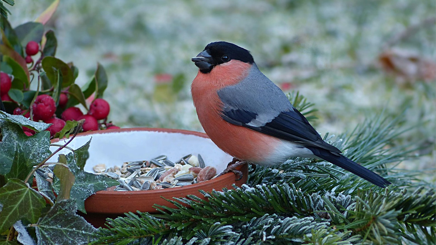 Domherre sitter på marken och äter frön utlagda på fat.