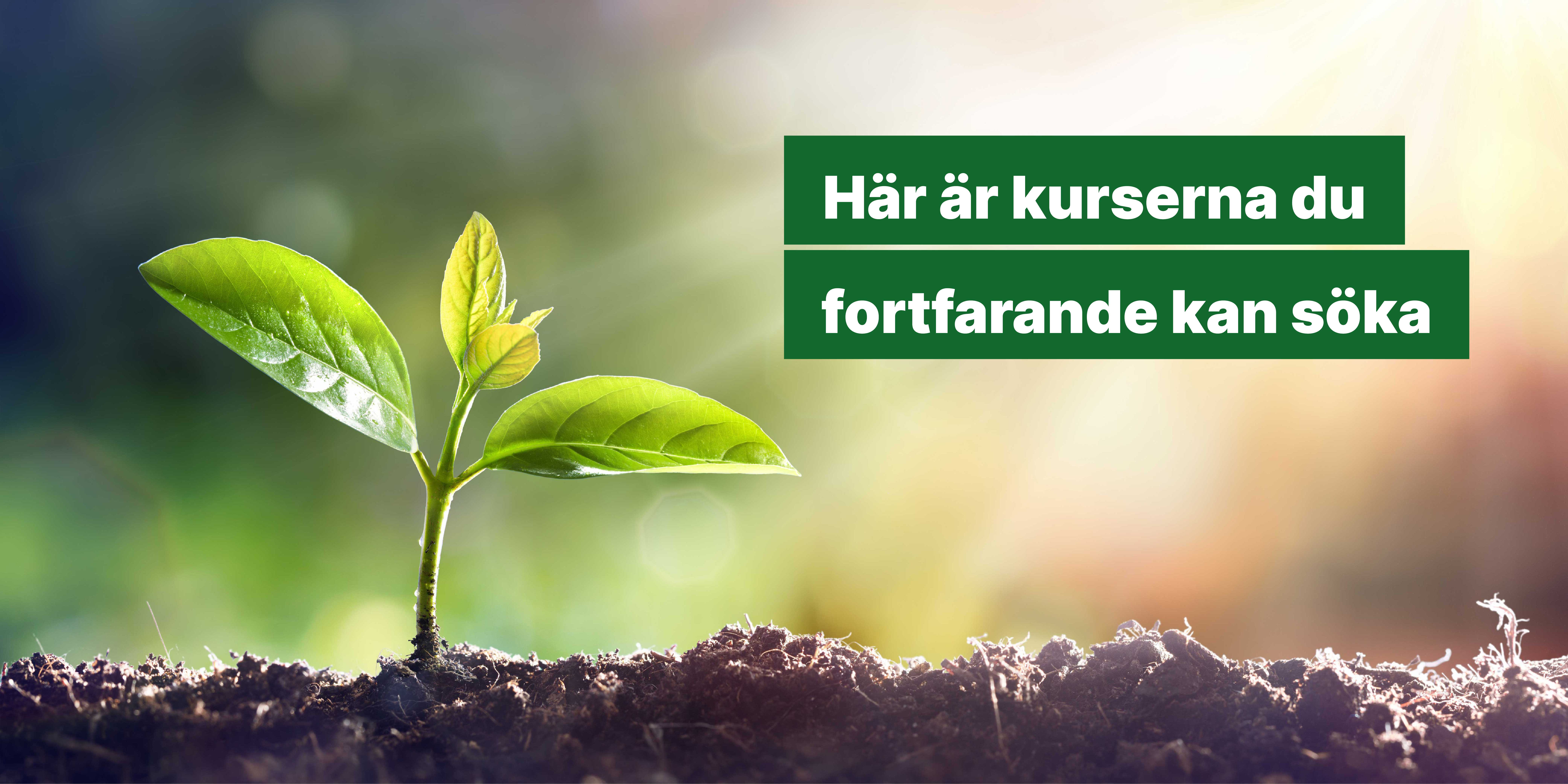 Liten grön grodd sticker upp ur jorden i motljus. vit text på mörkgrön botten: "Här är kurserna du fortfarande kan söka".